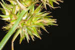 Oklahoma sedge